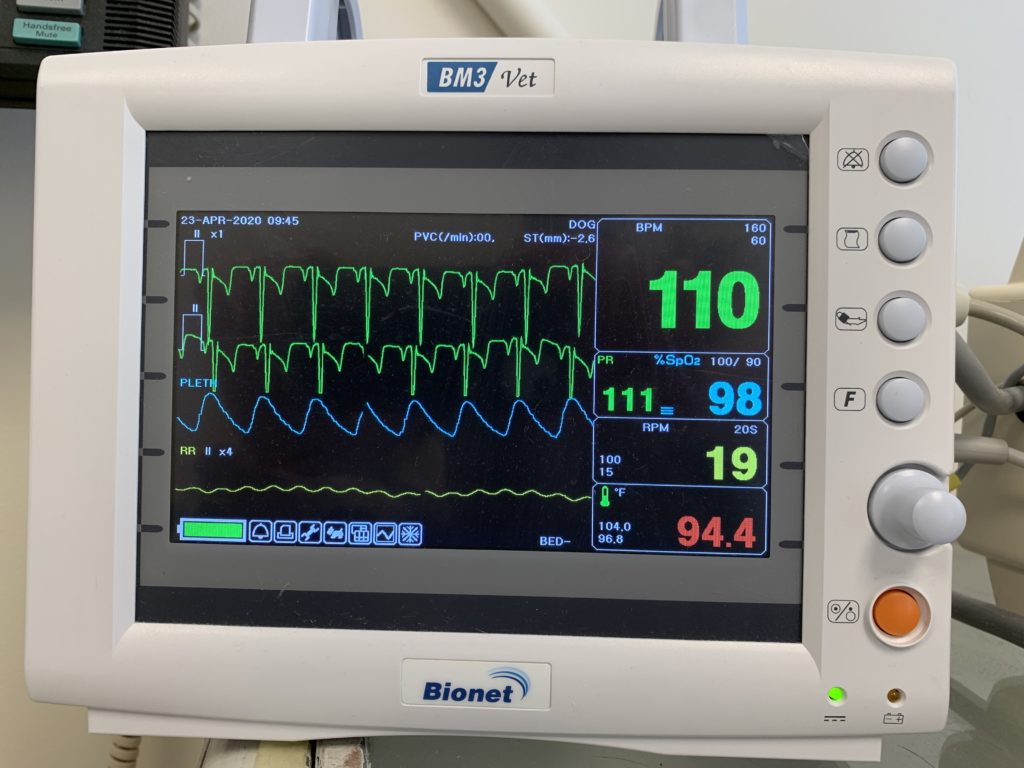 A Day at The Clinic for Your Pet - Cuyahoga Falls Veterinary Clinic