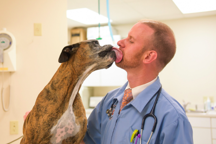 Cuyahoga Falls Veterinary Clinic - Dr. Ryan Gates - Dog 2